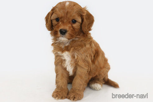 成約済の神奈川県のキャバプー:キャバリア×トイプードル-321451の2枚目